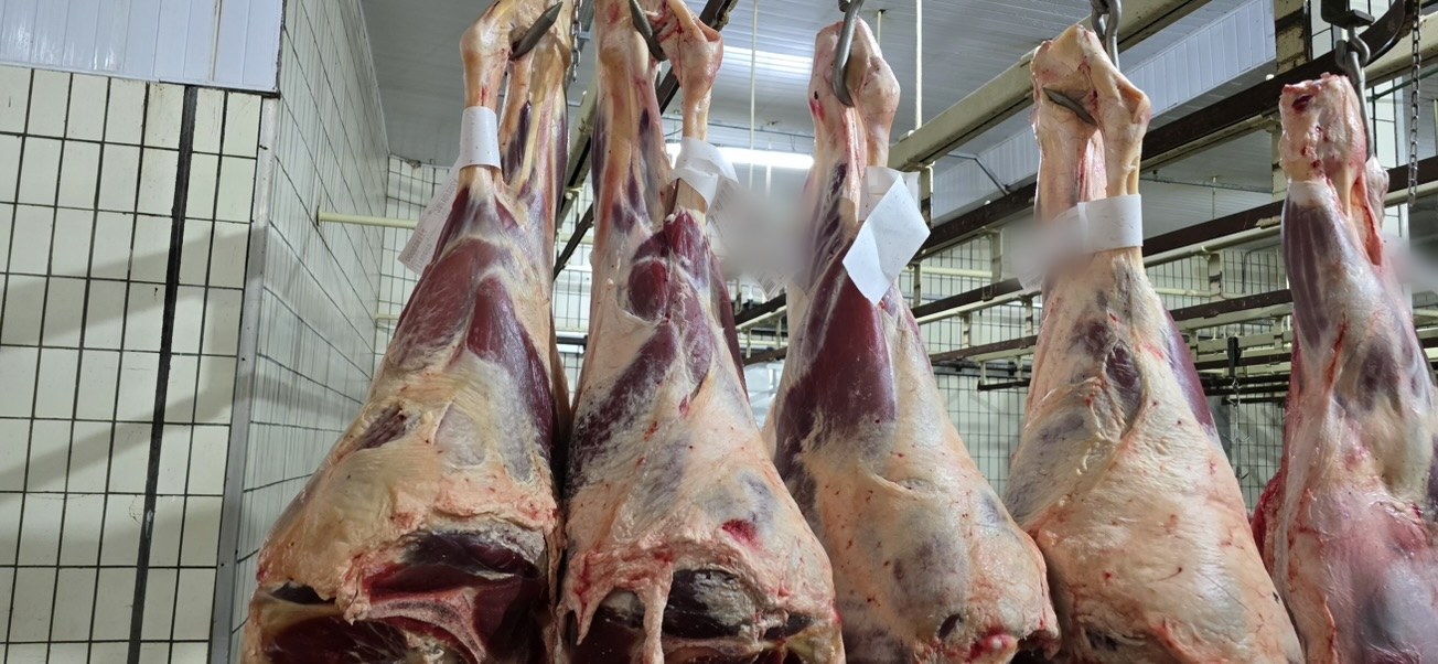 Carcaças bovinas penduradas em trilho na câmara fria de um frigorífico, identificadas com etiqueta de lote
