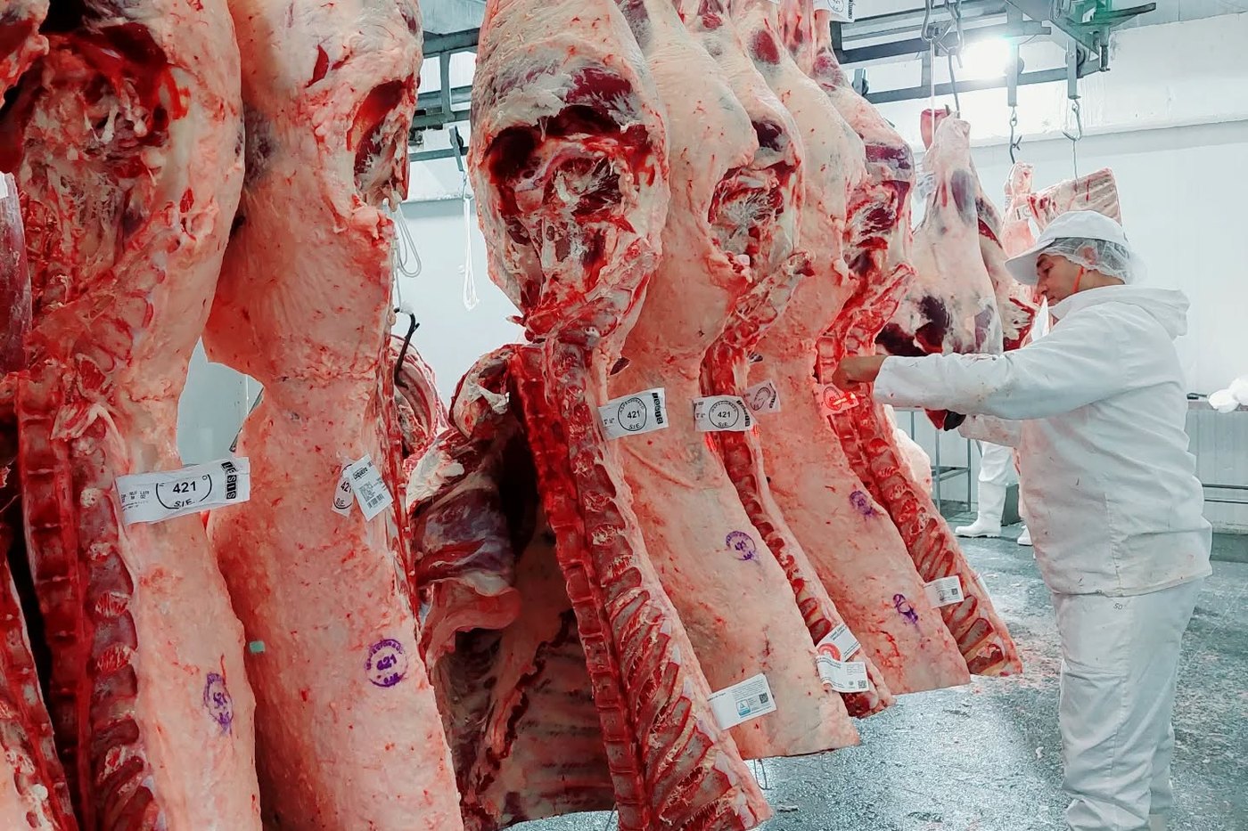 Carcaças bovinas identificadas com etiqueta de lote no trilho da câmara fria, com funcionário conferindo a produção